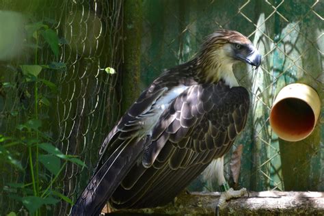 saan matatagpuan ang philippine eagle